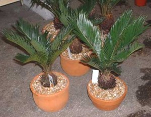 indoor_landscape_cycas_revoluta_strong_style_color_b82220_bonsai_strong_trees
