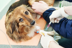 veterinarian surgeon worker making medical examination blood test of dog in veterinary surgery clinic