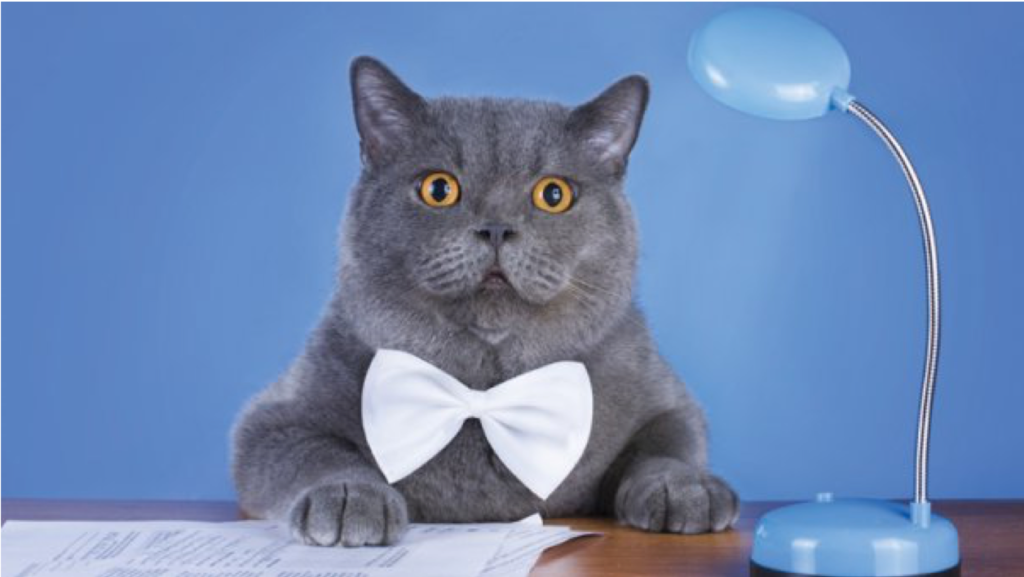 A gray cat sits in front of a blue wall at a desk. He's wearing a bowtie, and he has papers in front of him to work on. A blue desk lamp sits next to him. 